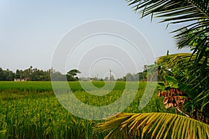 Paddy fields and water channels and lakes are seen in the landscape of the indian Sundarbans, the largest mangroves forest in the