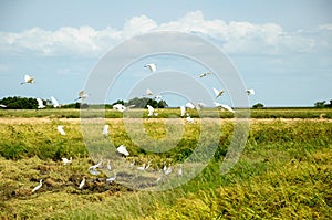 Paddy fields and white birds