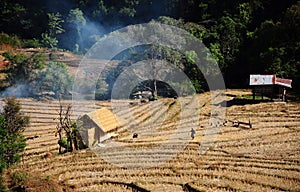 Paddy filed in the Noth of Thailand