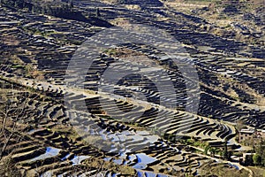 Paddy fileds, rice terrace in Yunnan province