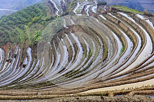 Paddy fileds, rice terrace in Yunnan province