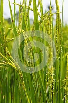 Paddy and flowering rice