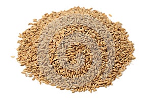 Paddy grains