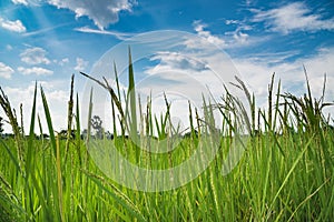 Paddy green jasmine rice field with blue sky