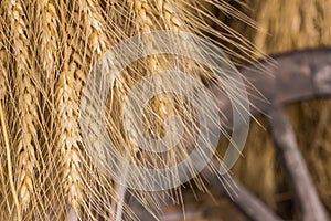 Paddy hanging of a farmer