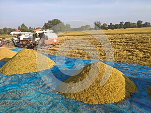 Paddy after harvesting, sun exposed to reduced humidity