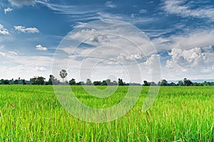 Paddy jasmine rice field with blue sky