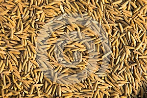 Paddy jasmine rice texture