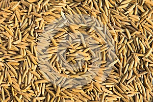 Paddy jasmine rice texture