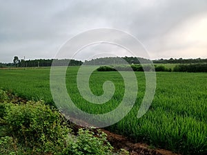 Paddy land at malenadu