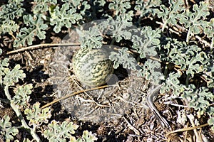 Paddy melon, Flinders Ranges, South Australia