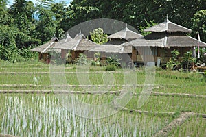 Paddy Near Village