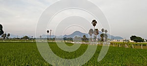 Paddy and palm trees in rural ara