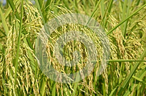 Paddy plant ears with grains in the field (Oryza sativa)