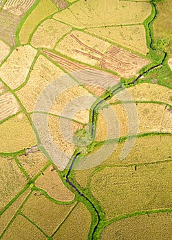 Paddy Plant Plantation Flat Lay Airscape Photo