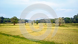 Paddy Plant Plantation Flat Lay Airscape Photo