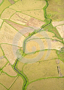 Paddy Plant Plantation Flat Lay Airscape Photo