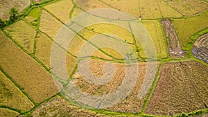 Paddy Plant Plantation Flat Lay Airscape Photo