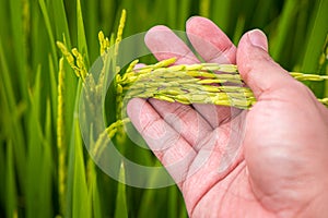 Paddy plants Beautiful view of rural green rice field