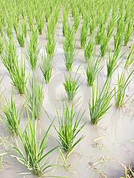 Paddy plants that are only a few days old.