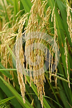 Paddy rice