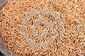 Paddy rice in bamboo basket