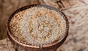 Paddy rice in basket closed up shot
