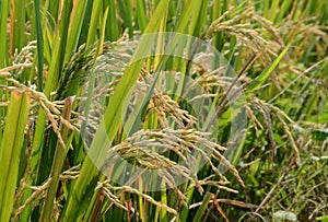 Paddy rice.