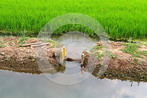 Paddy rice canal irrigation panorama landscape agriculture nature natural Po Valley