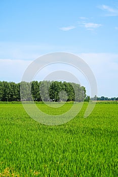 Paddy rice canal irrigation panorama landscape agriculture nature natural Po Valley