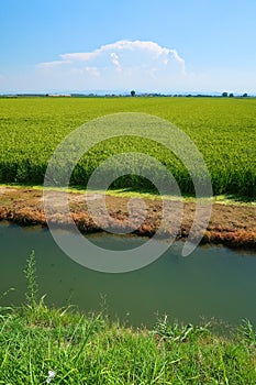 Paddy rice canal irrigation panorama landscape agriculture nature natural Po Valley