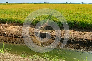 Paddy rice canal irrigation panorama landscape agriculture nature natural Po Valley