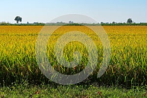 Paddy rice canal irrigation panorama landscape agriculture nature natural Po Valley