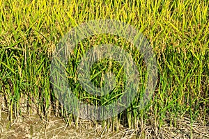 Paddy rice canal irrigation panorama landscape agriculture nature natural Po Valley