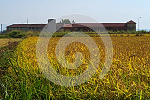 Paddy rice canal irrigation panorama landscape agriculture nature natural Po Valley