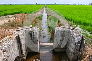 Paddy rice canal irrigation panorama landscape agriculture nature natural Po Valley