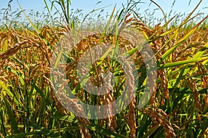 Paddy rice canal irrigation panorama landscape agriculture nature natural Po Valley