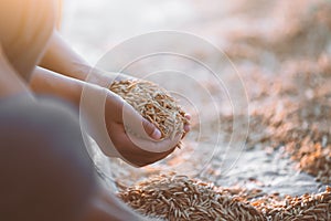 Paddy rice in child hand in the rice field