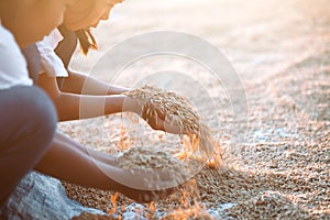 Paddy rice in child hand in the rice field