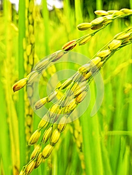 Paddy Rice cultivation in Sri Lanka