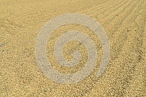 Paddy or rice drying by sun light