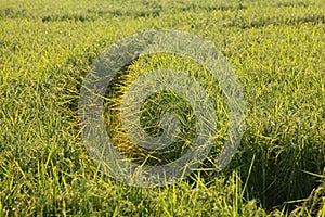 Paddy Rice Field