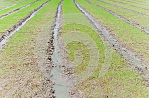 Paddy rice in field