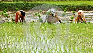 Paddy rice field