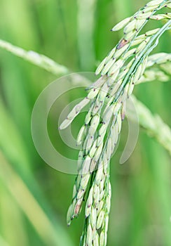 Paddy rice field