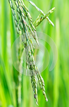 Paddy rice field