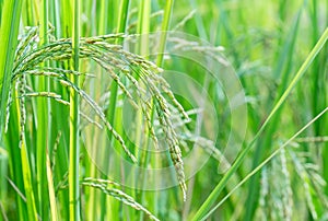 Paddy rice field