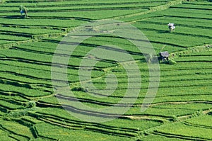 Paddy rice field bali