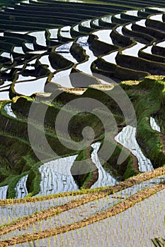 Paddy rice field bali