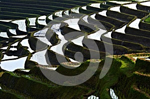Paddy rice field bali